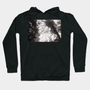 Foggy Tree skeleton with Ivy Hoodie